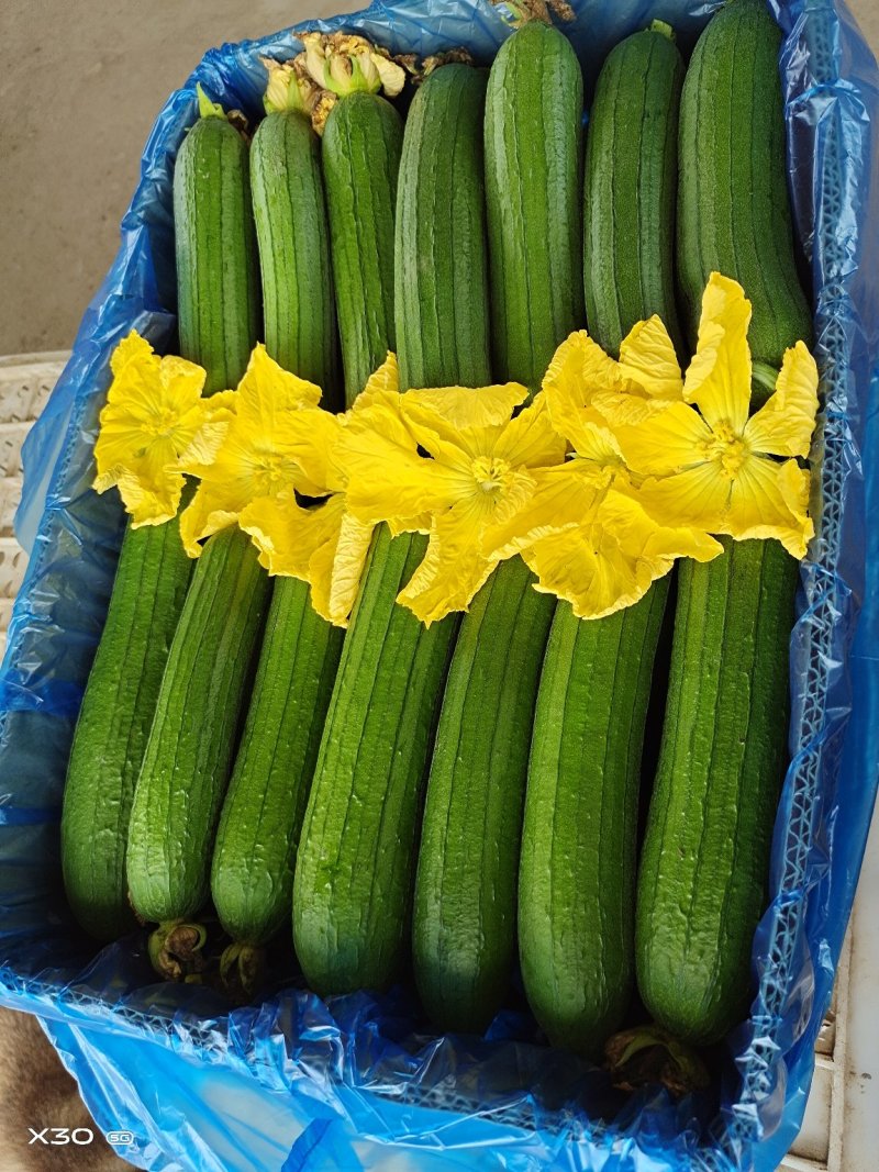 短油皮