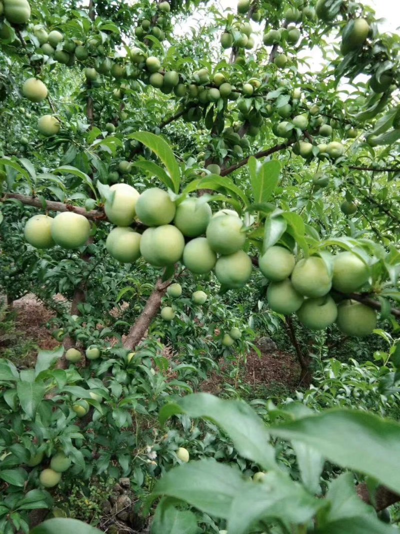 四月李，冰脆李，蜂糖李