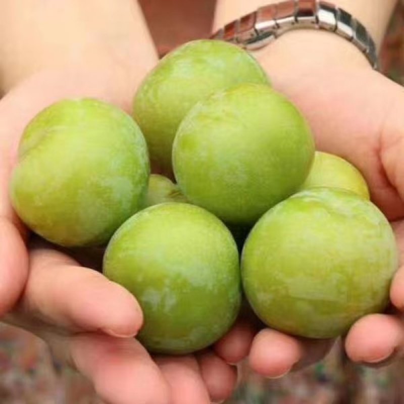 四月李，冰脆李，蜂糖李
