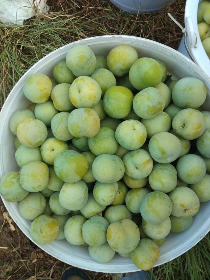 四月李，冰脆李，蜂糖李