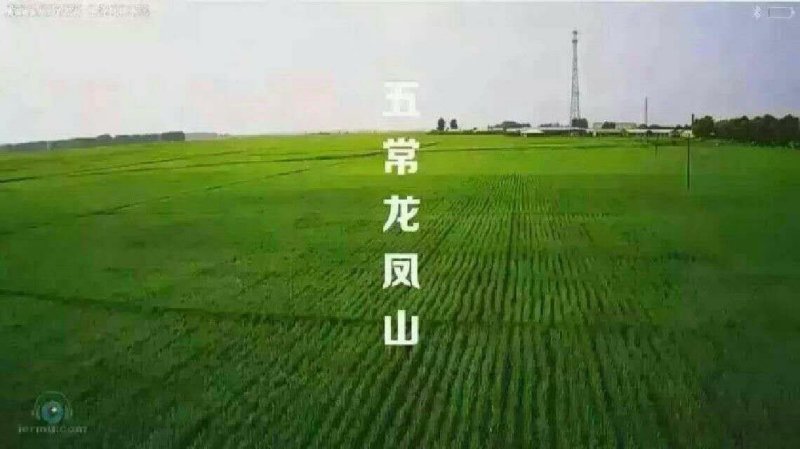 稻花香2号大米白板袋50斤装，诚招电商微商代理，共同发展