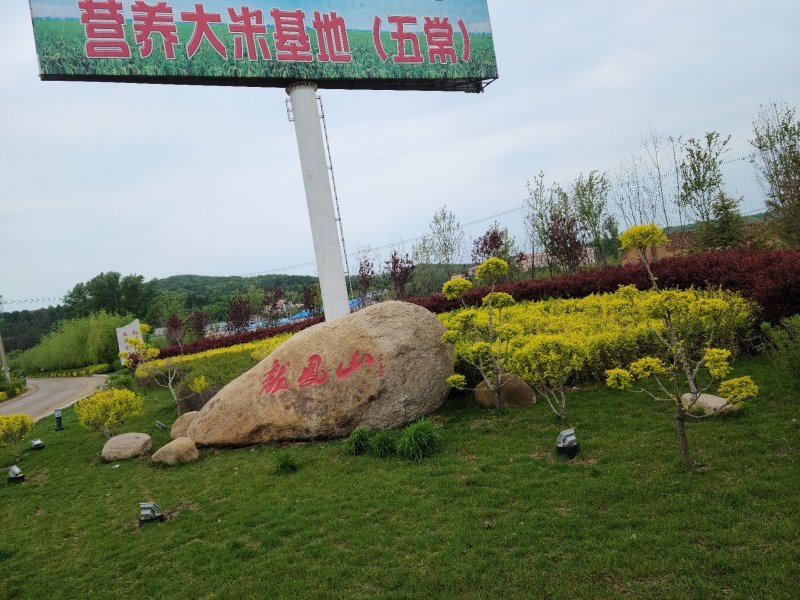 稻花香2号大米白板袋50斤装，诚招电商微商代理，共同发展