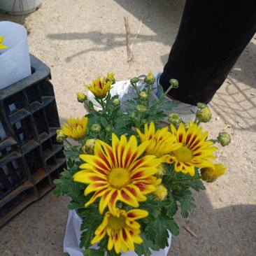 四季荷兰菊，基地直销，各种菊花质量保证，