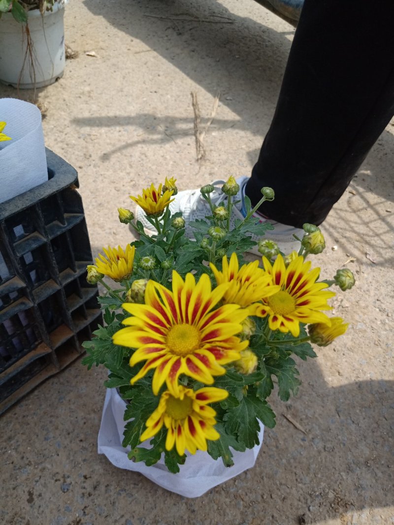 四季荷兰菊，基地直销，各种菊花质量保证，