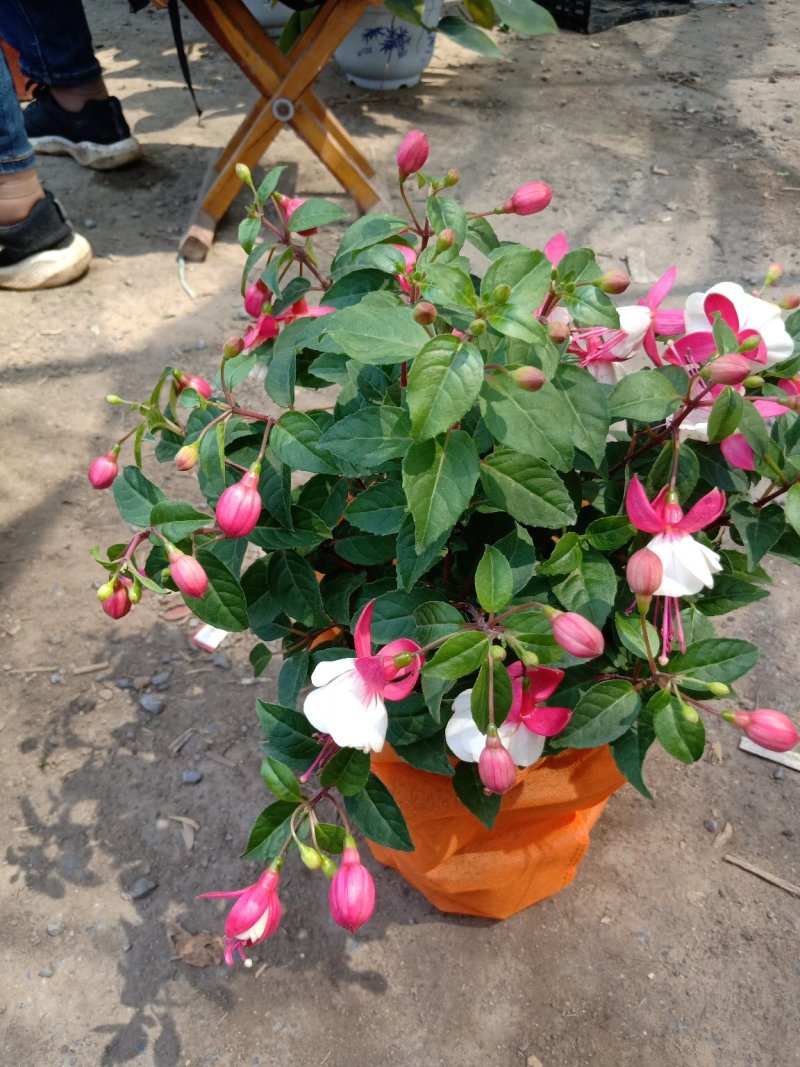 四季荷兰菊，基地直销，各种菊花质量保证，