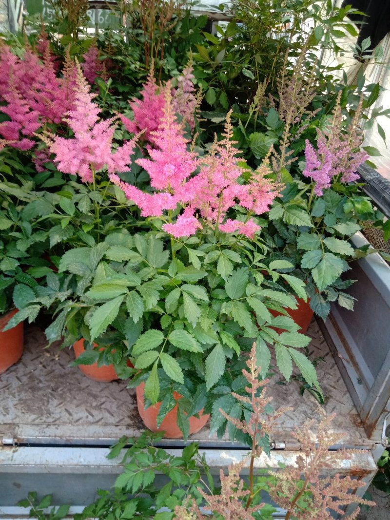四季荷兰菊，基地直销，各种菊花质量保证，