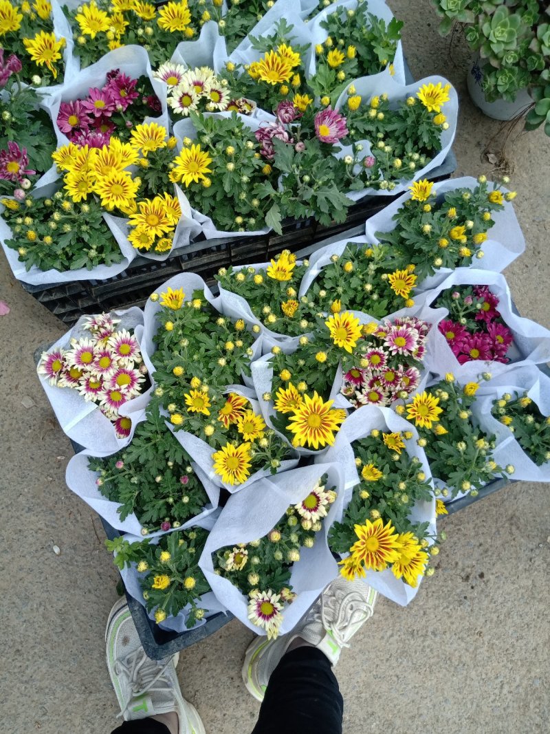 四季荷兰菊，基地直销，各种菊花质量保证，