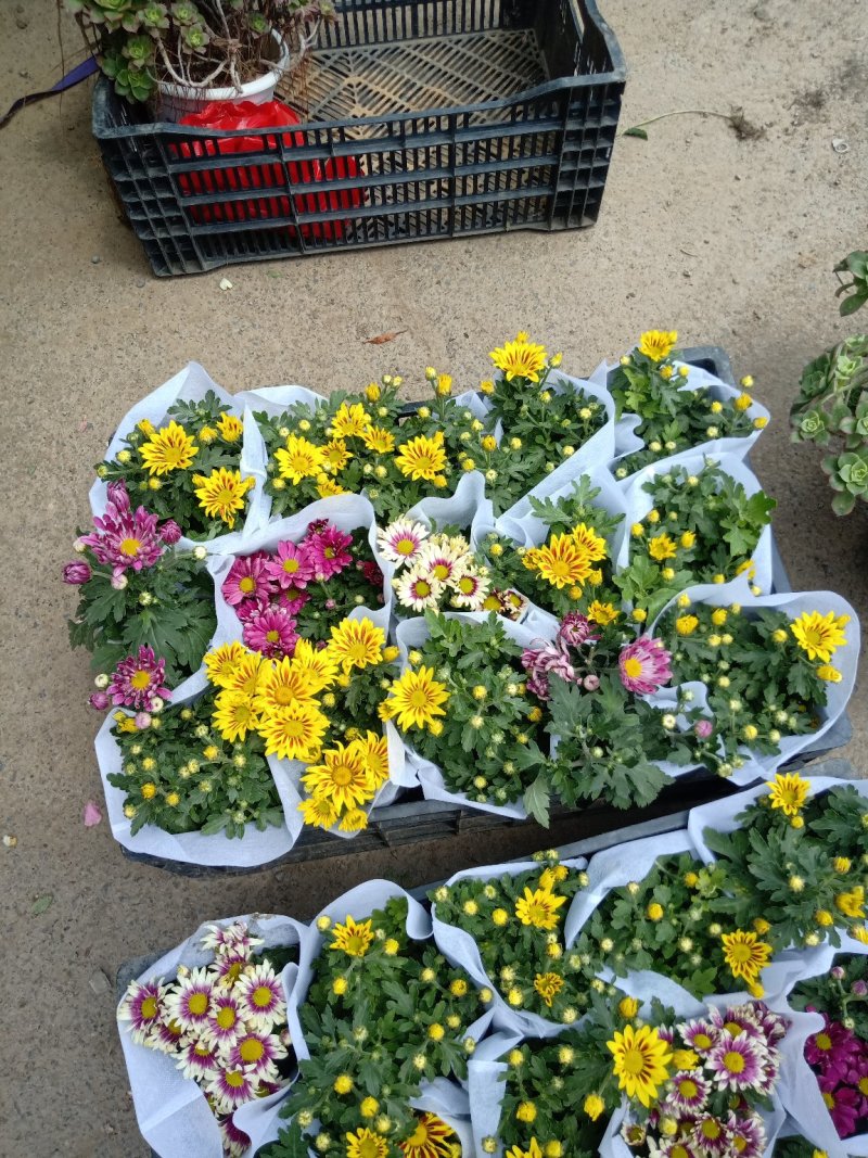 四季荷兰菊，基地直销，各种菊花质量保证，