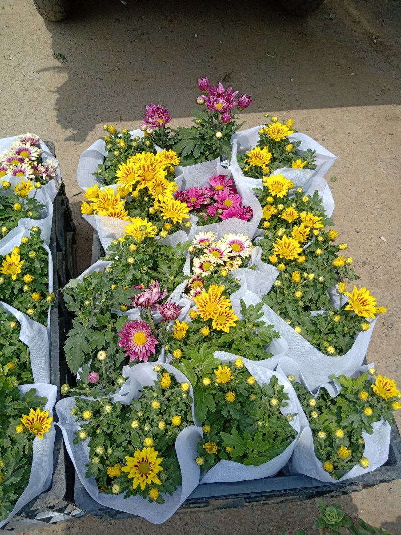 四季荷兰菊，基地直销，各种菊花质量保证，