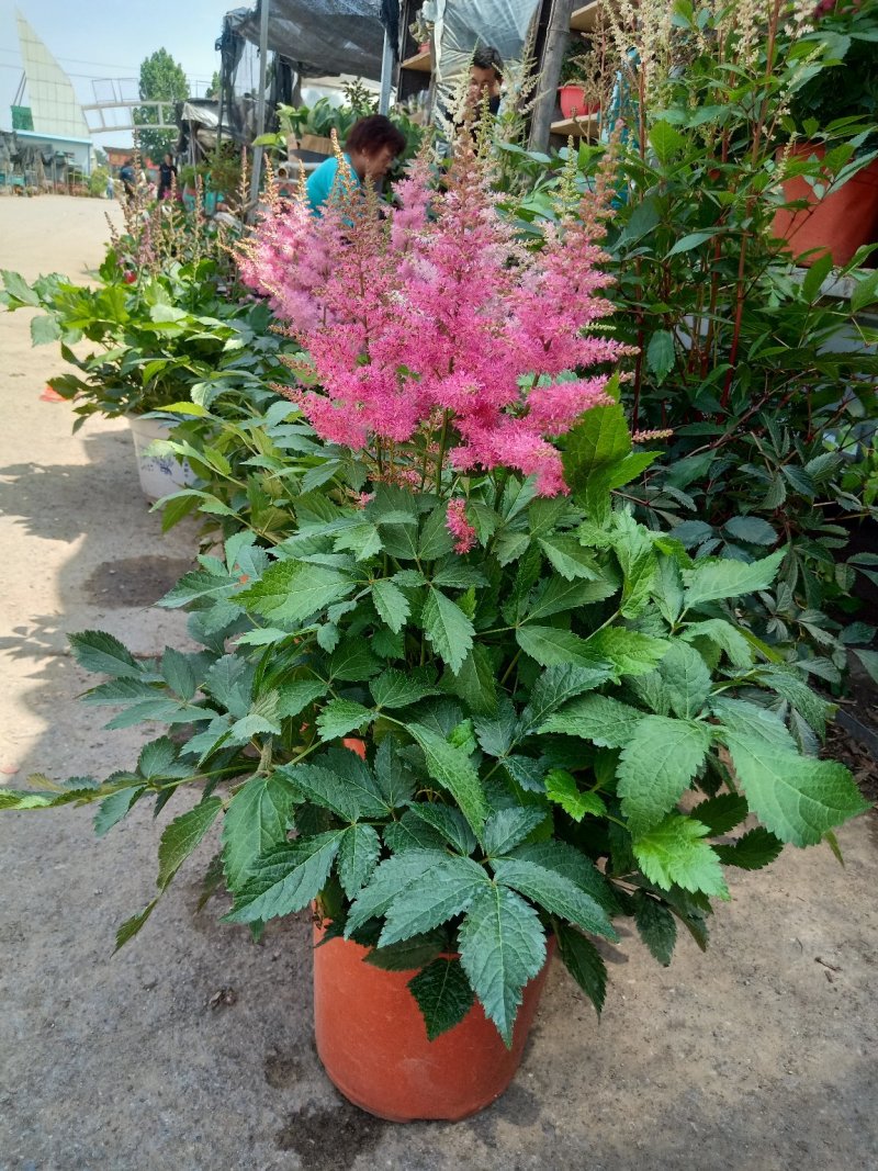 四季荷兰菊，基地直销，各种菊花质量保证，