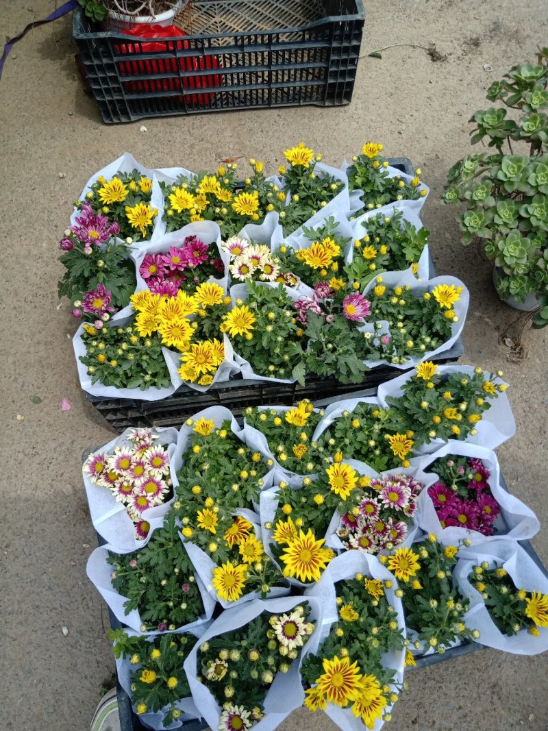 四季荷兰菊，基地直销，各种菊花质量保证，