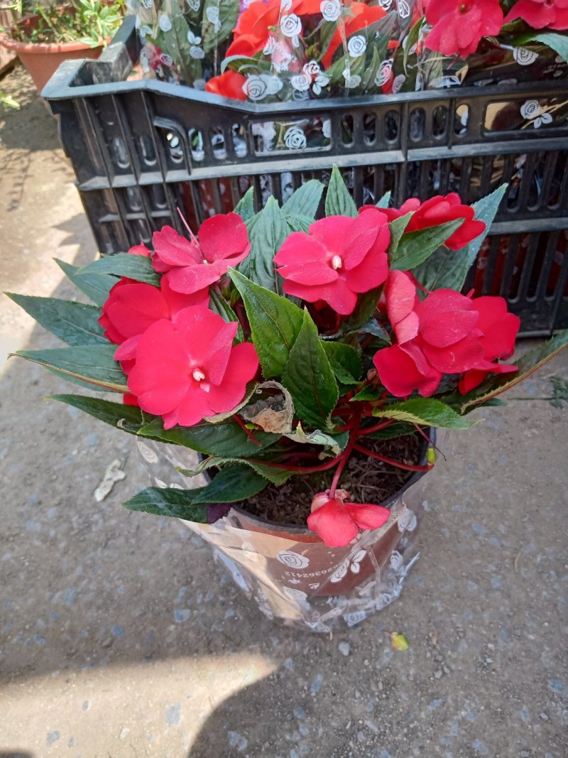 四季荷兰菊，基地直销，各种菊花质量保证，