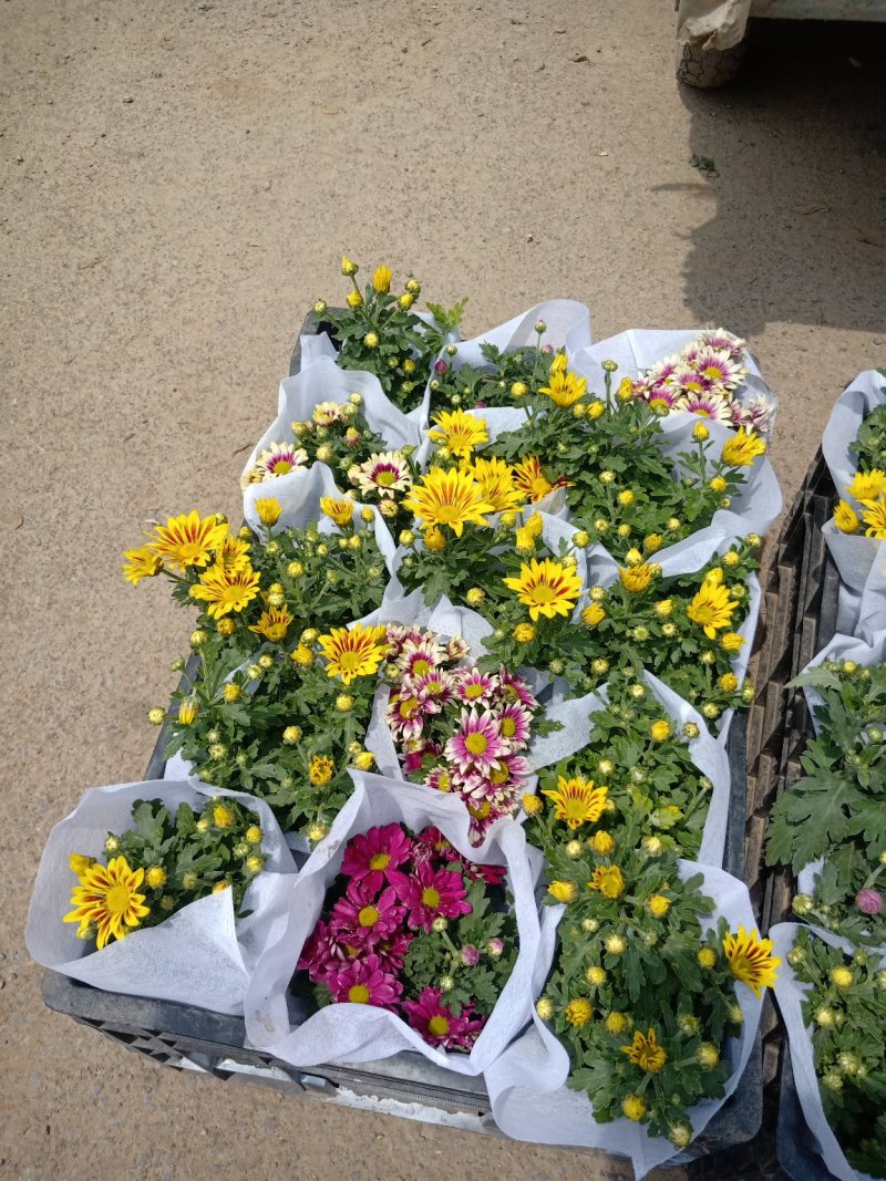 四季荷兰菊，基地直销，各种菊花质量保证，