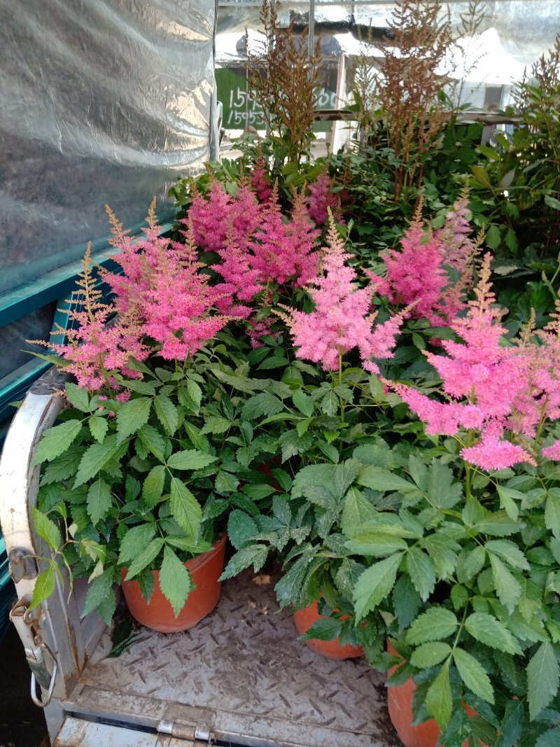 四季荷兰菊，基地直销，各种菊花质量保证，