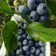 基地优质蓝莓，己大量上市，现摘现发，诚信合作，坏果包赔，