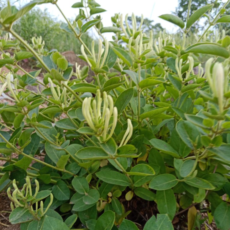 山东精选金银花各种规格精品晾干花拒绝风干拒绝药熏