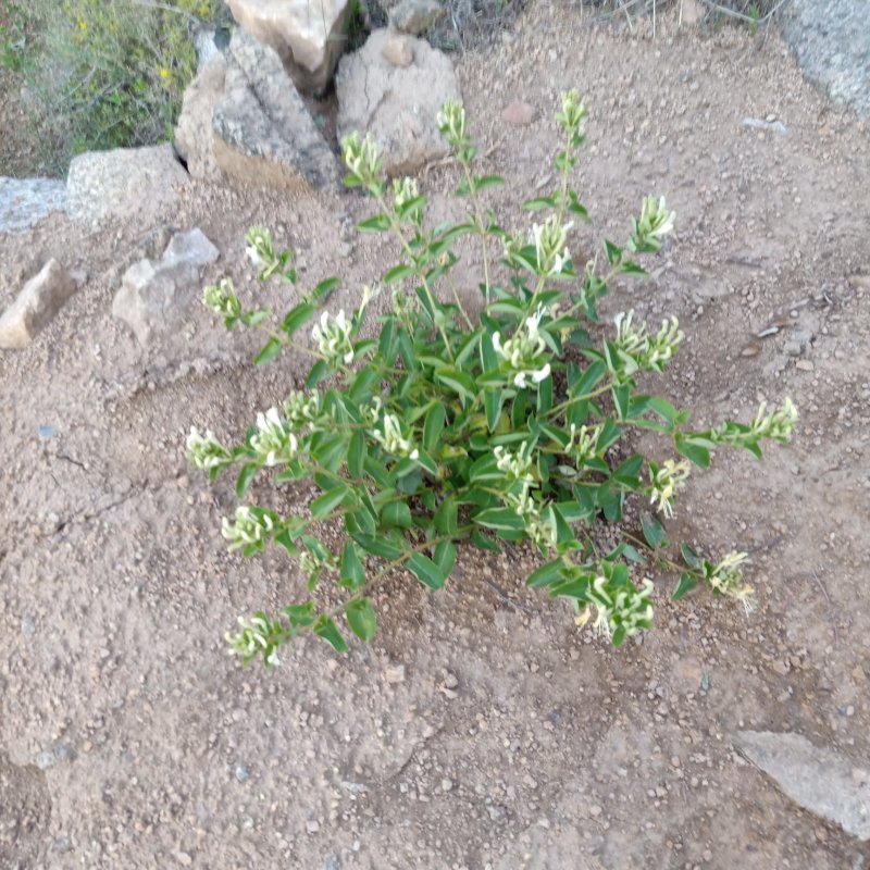 山东精选金银花各种规格精品晾干花拒绝风干拒绝药熏