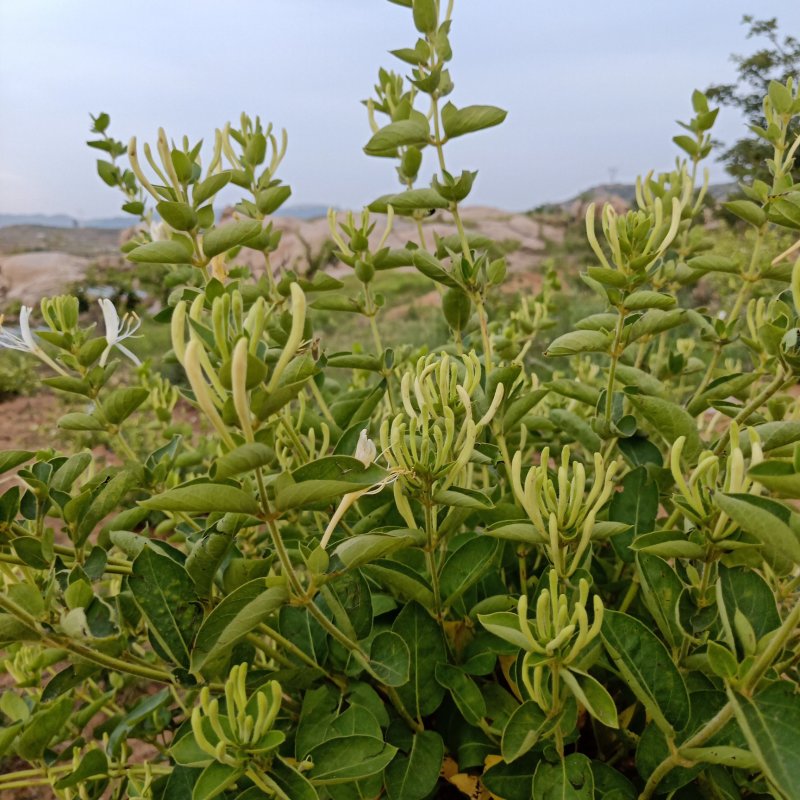 山东精选金银花各种规格精品晾干花拒绝风干拒绝药熏