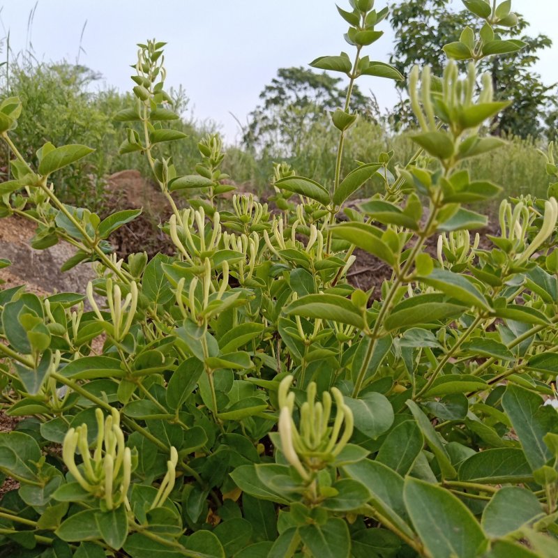 山东精选金银花各种规格精品晾干花拒绝风干拒绝药熏