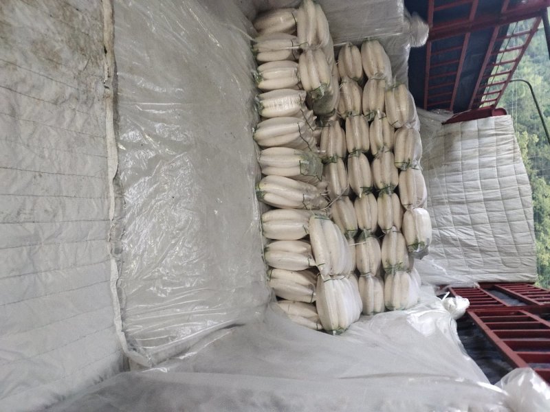 精品白萝卜，口感脆甜，产地直销，质量保证，全国发货