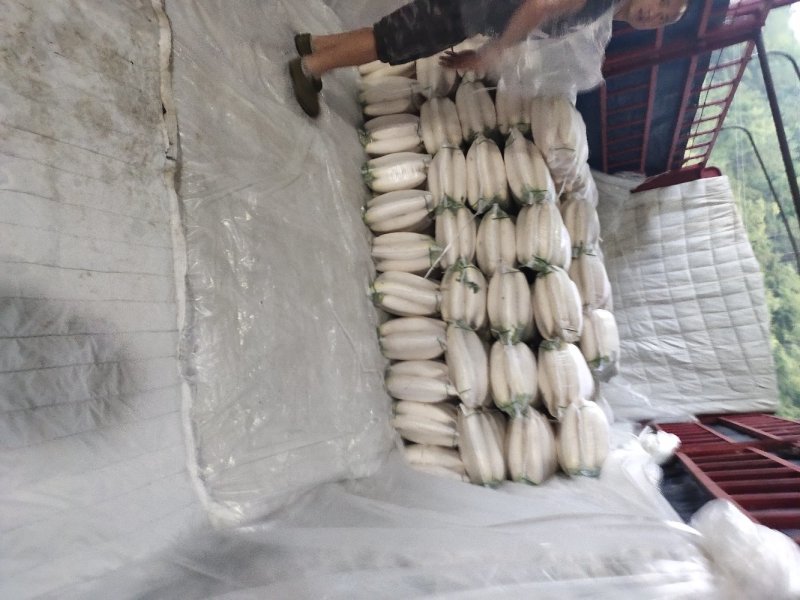 精品白萝卜，口感脆甜，产地直销，质量保证，全国发货