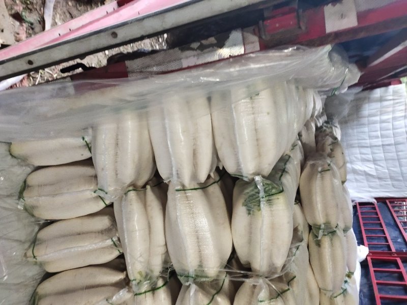 精品白萝卜，口感脆甜，产地直销，质量保证，全国发货