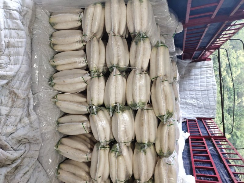 精品白萝卜，口感脆甜，产地直销，质量保证，全国发货