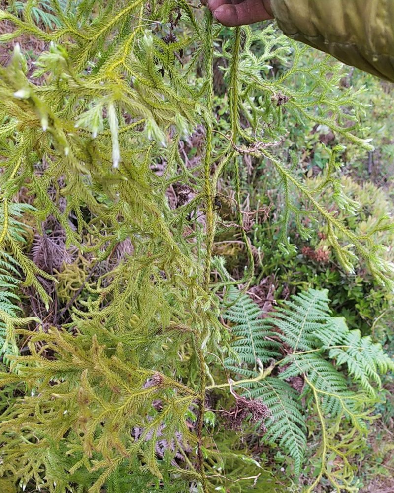 贵州毕节古夜郎大地野生伸筋草铺地蜈蚣