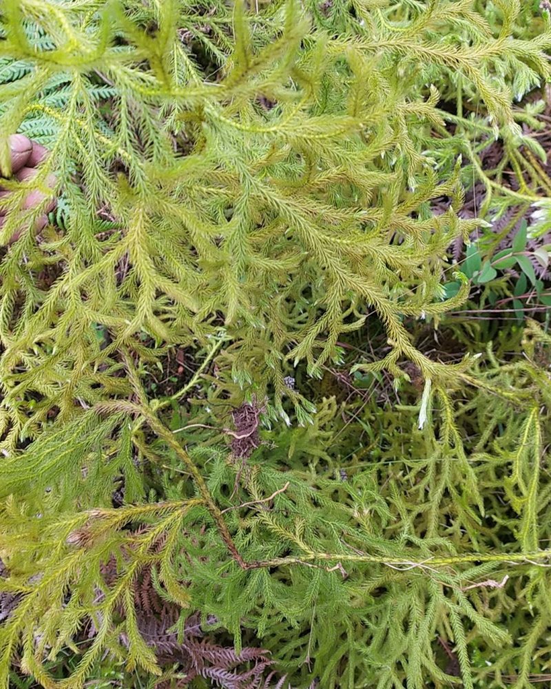贵州毕节古夜郎大地野生伸筋草铺地蜈蚣