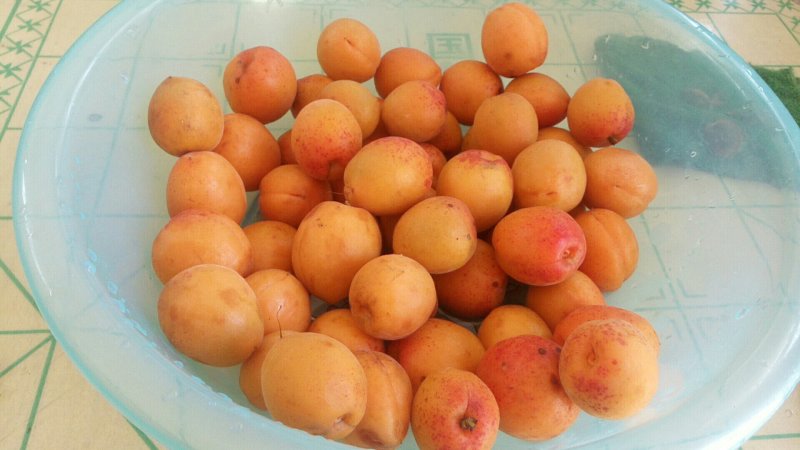 杏（金太阳）