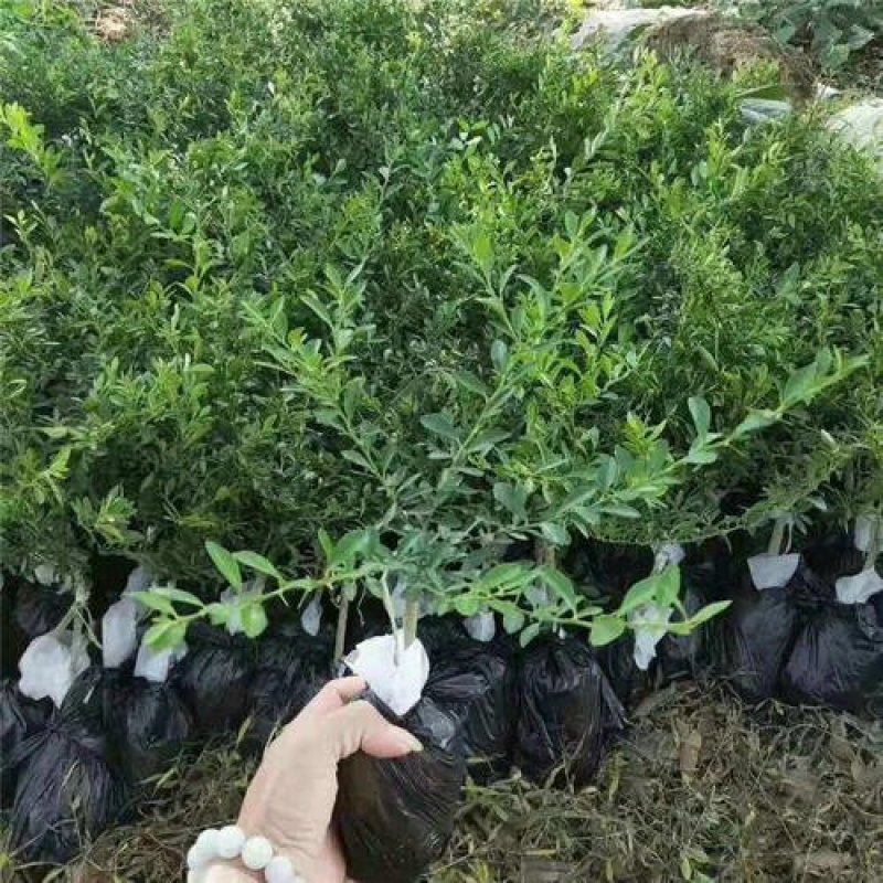 手指柠檬苗现挖现买，可带泥球发货价钱实惠