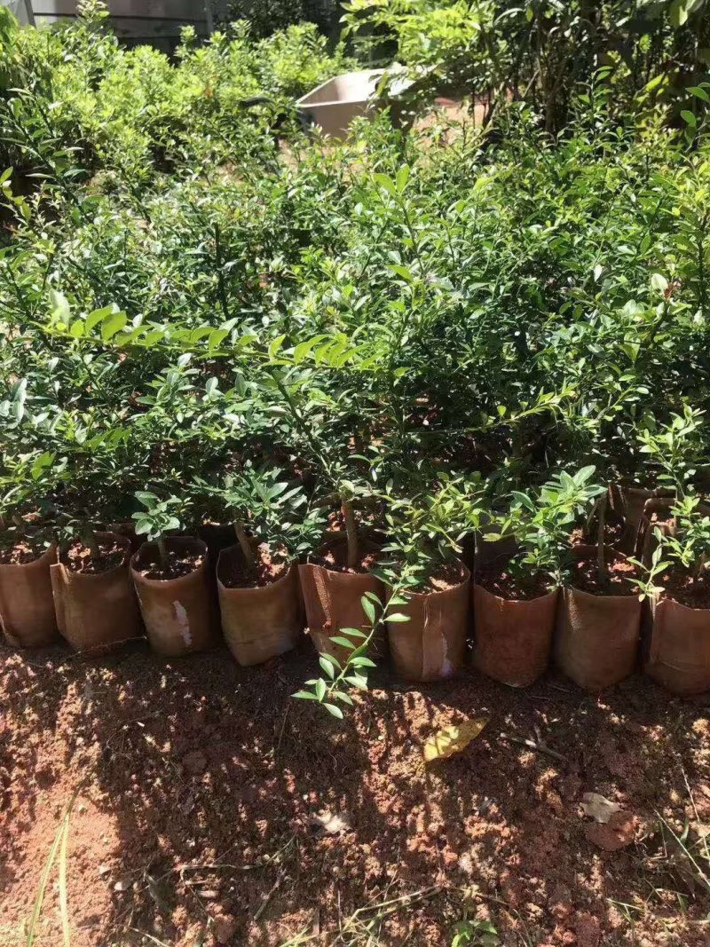 手指柠檬苗现挖现买，可带泥球发货价钱实惠