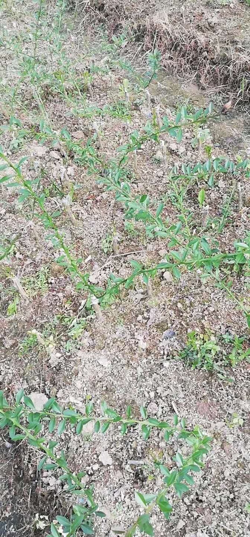 手指柠檬苗现挖现买，可带泥球发货价钱实惠