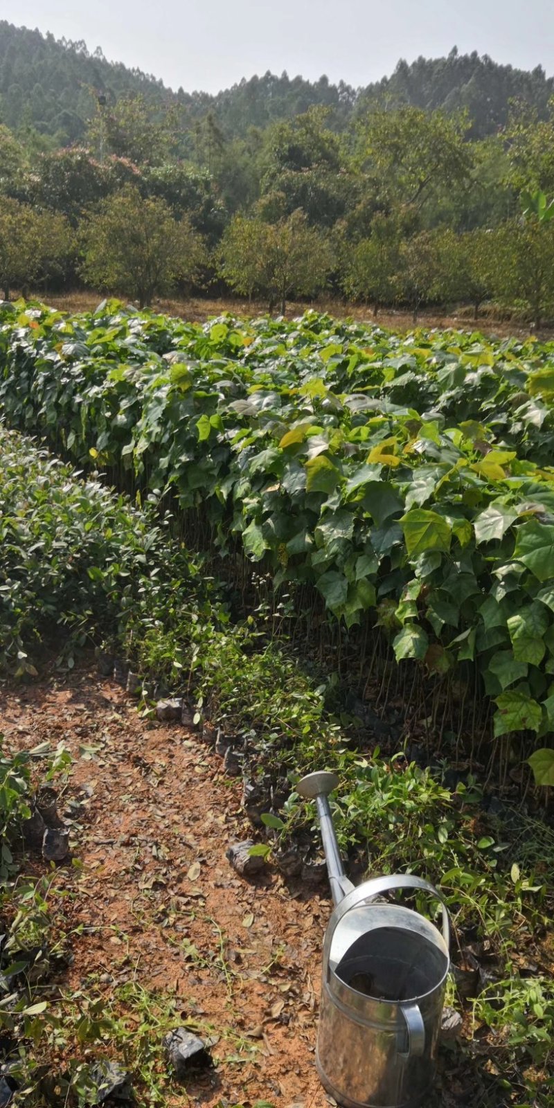 基地直供壳菜果，名又叫米老排，长期供应优质苗木