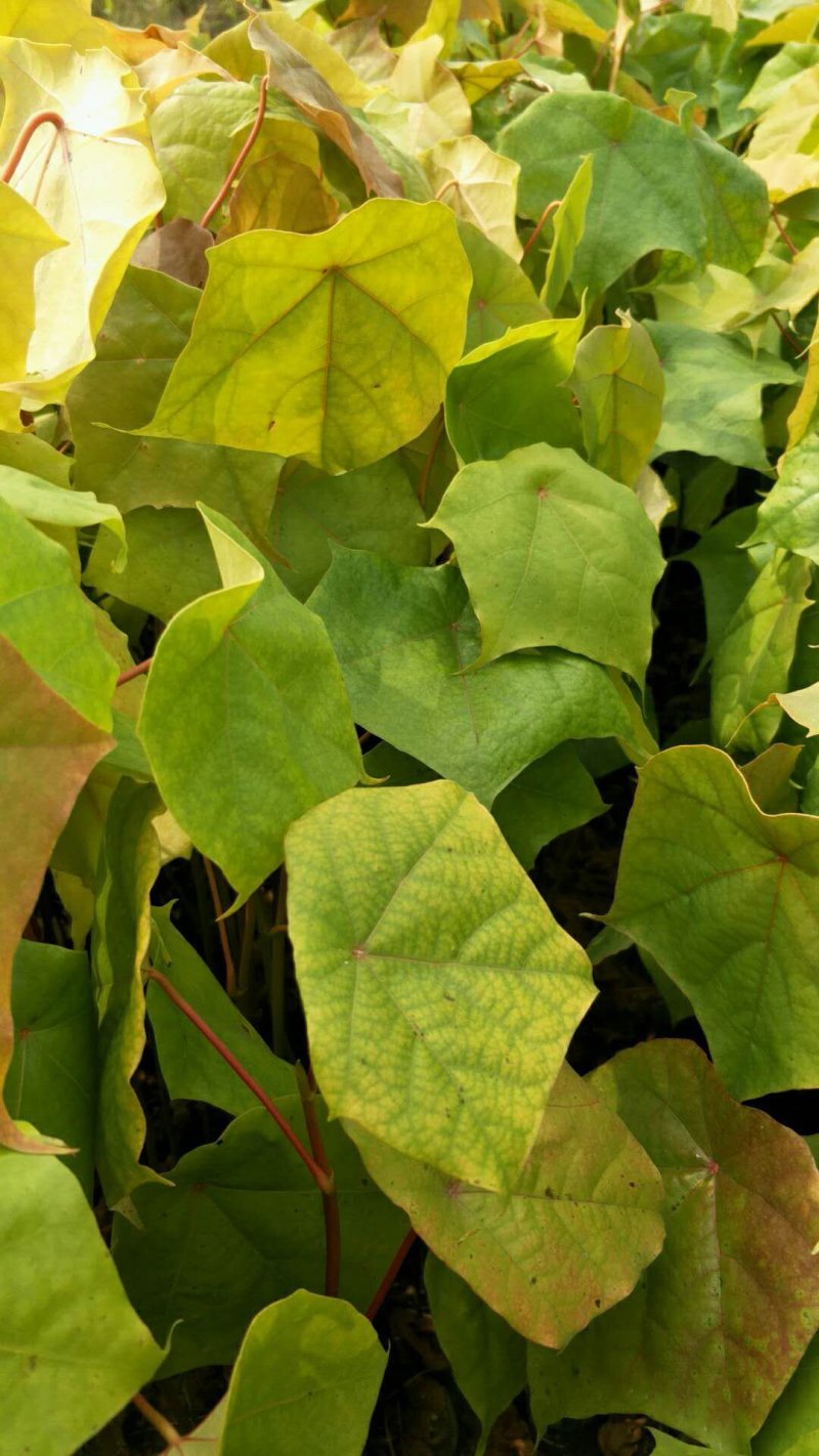 基地直供壳菜果，名又叫米老排，长期供应优质苗木