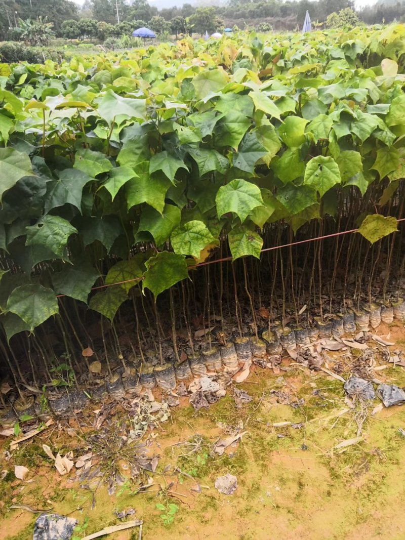 基地直供壳菜果，名又叫米老排，长期供应优质苗木
