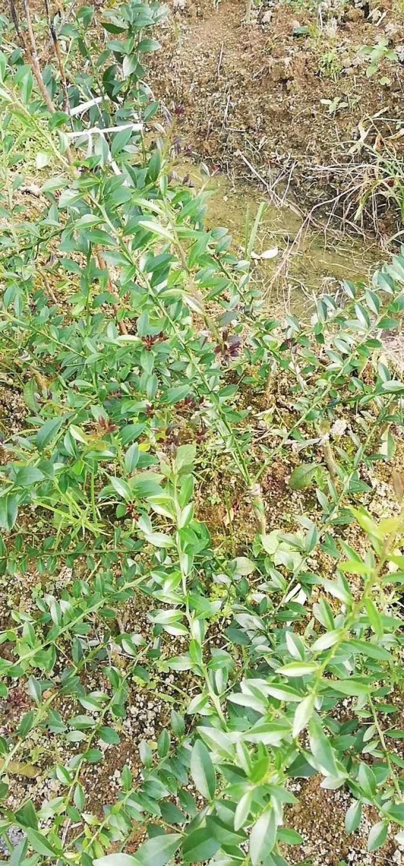手指柠檬苗现挖现买，可带泥球发货价钱实惠