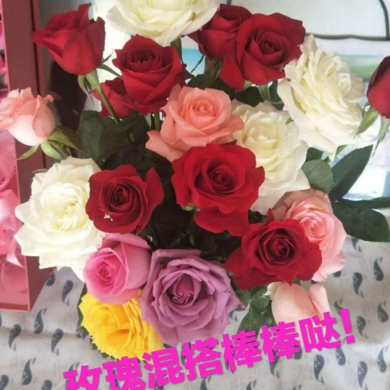 玫瑰鲜切花基地直发婚庆祝福老婆生日家庭插花心意一件代发