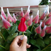 玫瑰鲜切花基地直发婚庆祝福老婆生日家庭插花心意一件代发