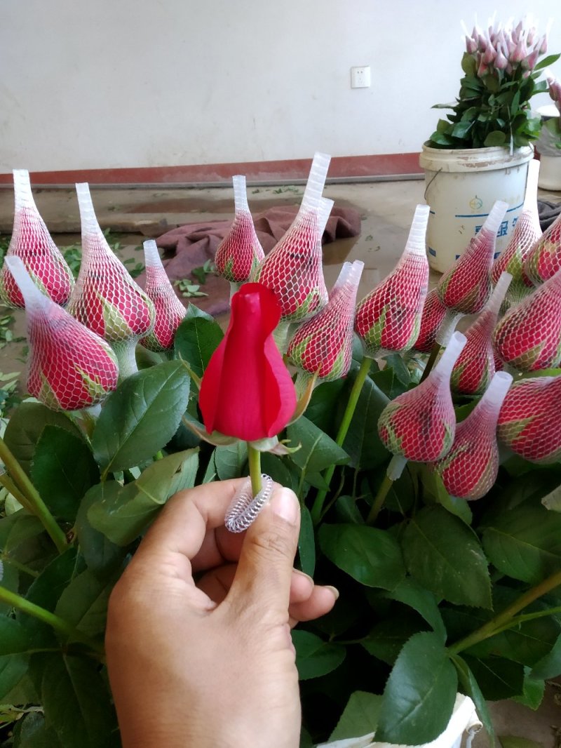 玫瑰鲜切花基地直发婚庆祝福老婆生日家庭插花心意一件代发