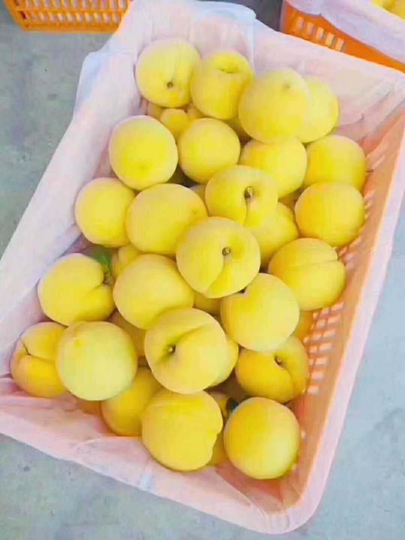 黄桃