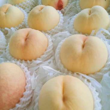 春蜜突围陆续上市，品相口味不错，货源充足，欢迎老板走批发