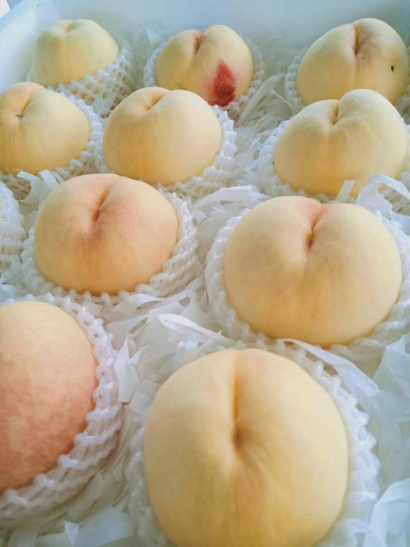 春蜜突围陆续上市，品相口味不错，货源充足，欢迎老板走批发