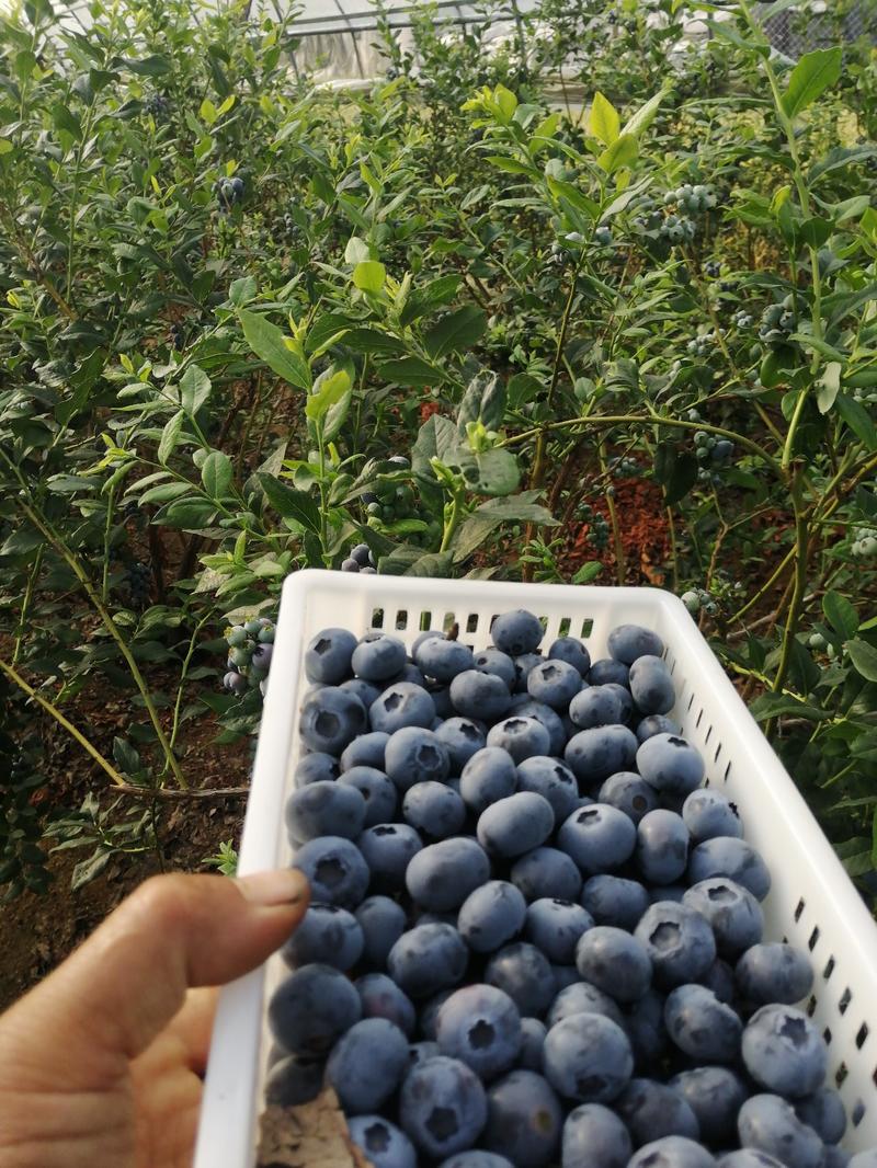 精品蓝莓，基地直供，，可预冷加工包装根据客户要求发货，