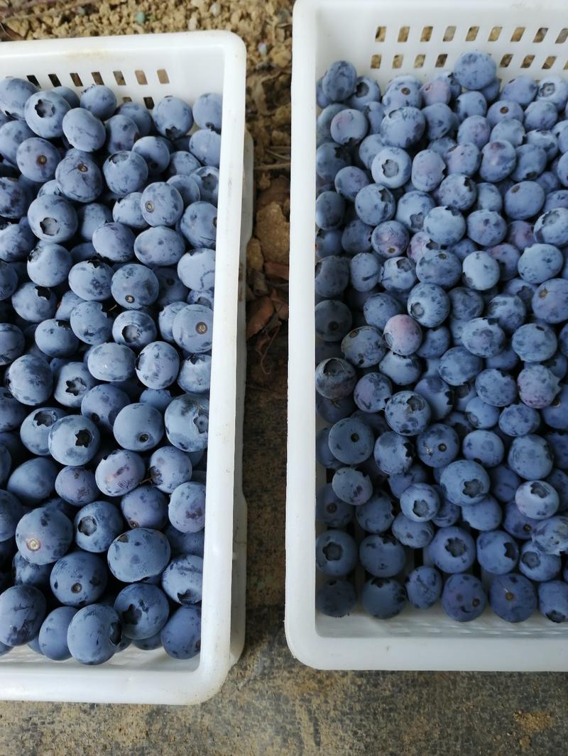 精品蓝莓，基地直供，，可预冷加工包装根据客户要求发货，