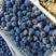 精品蓝莓，基地直供，，可预冷加工包装根据客户要求发货，