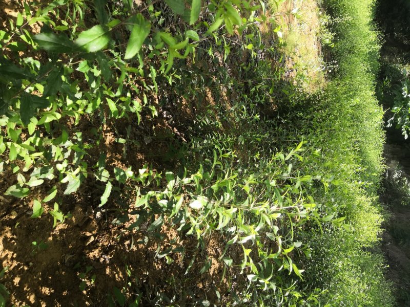 苍术种苗，苍术苗可以直接联系来基地实地考察
