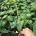 各品种百香果苗，，百香果苗绿皮荔枝味百香果苗木瓜百香果苗