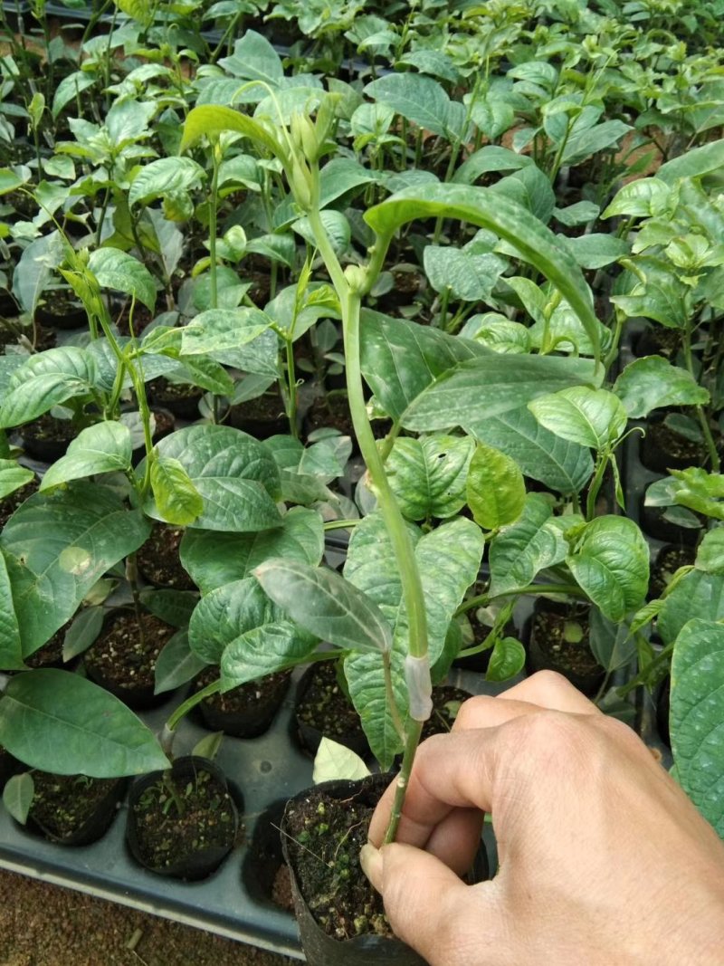 各品种百香果苗，，百香果苗绿皮荔枝味百香果苗木瓜百香果苗