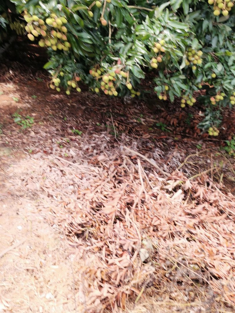 荔枝
